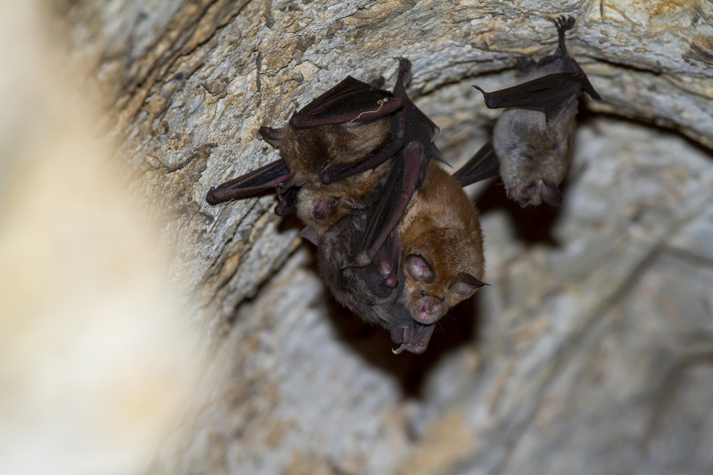gouffre de l’Œil Doux grands rhinolophes guilhem molléra