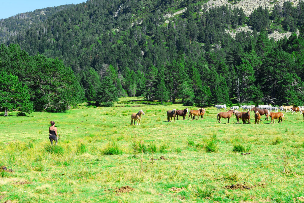 ranch du madres chevaux équitation semi liberté aude actually