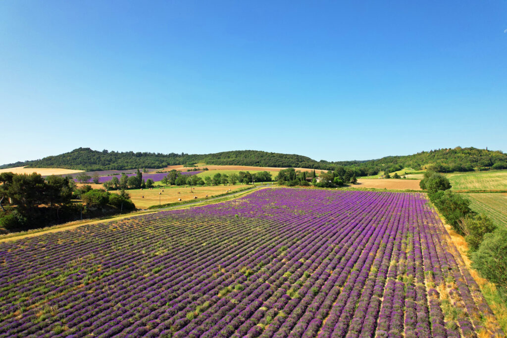 collines de besplas champs de lavande